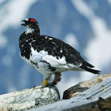 عدسة NIKKOR Z مقاس 100-400 مم وبفتحة f/4.5-5.6 VR S - 7 miniature