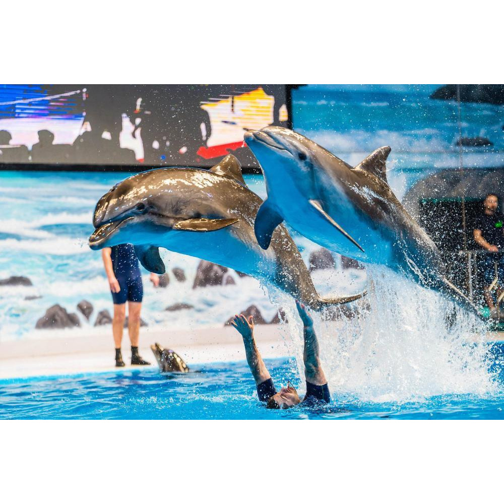 Wonderdays Premium Gift Box - Standard Dolphin and Seal Show seats for Two - Unique gift for christmas, birthdays and any other occasion - 5