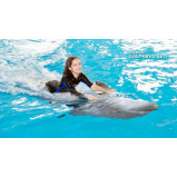 Wonderdays Premium Gift Box - Standard Dolphin and Seal Show seats for Two - Unique gift for christmas, birthdays and any other occasion - 4 miniature