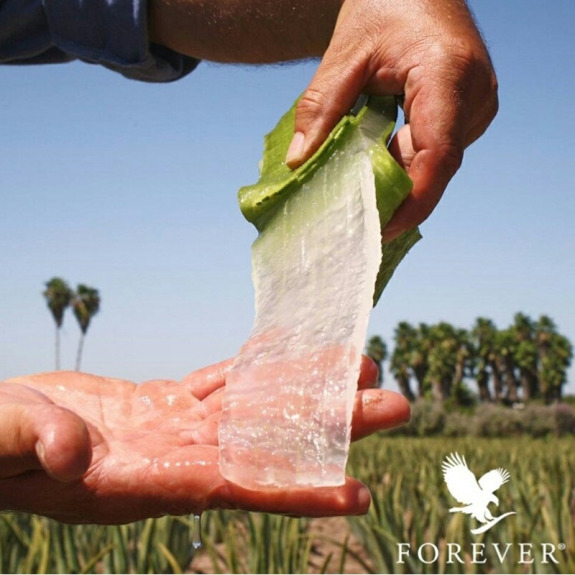 Buy Forever Living - C9 with Aloe Vera Gel - Vanilla - Nutritional  Cleansing Program in Dubai, UAE | WEE (00132775)