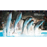 Wonderdays Premium Gift Box - Standard Dolphin and Seal Show seats for Two - Unique gift for christmas, birthdays and any other occasion - 3 miniature