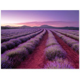 Hinkler Elevate Scented 500 Pieces Jigsaw Lavender Fields - 3 miniature