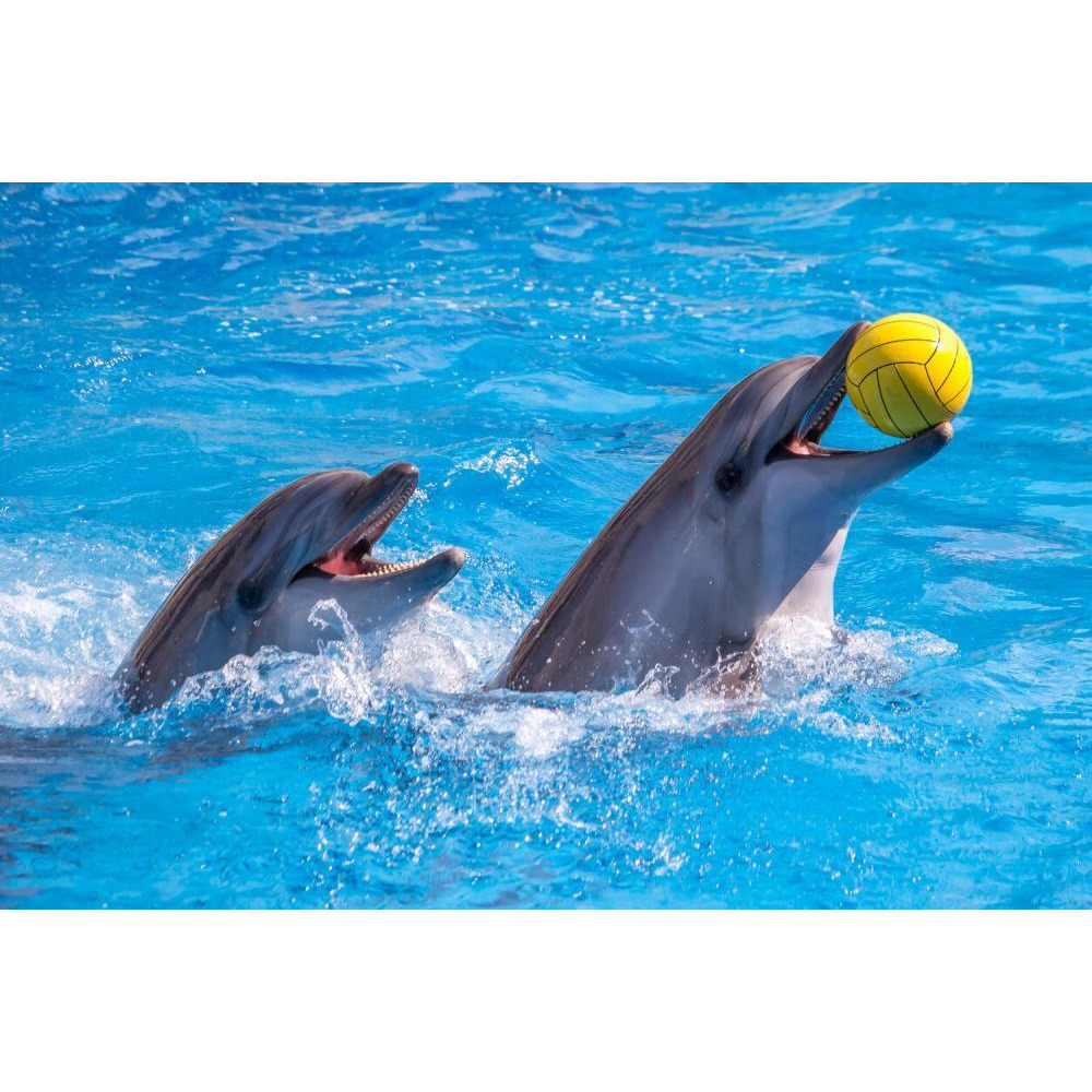 Wonderdays Premium Gift Box - Standard Dolphin and Seal Show seats for Two - Unique gift for christmas, birthdays and any other occasion - 6