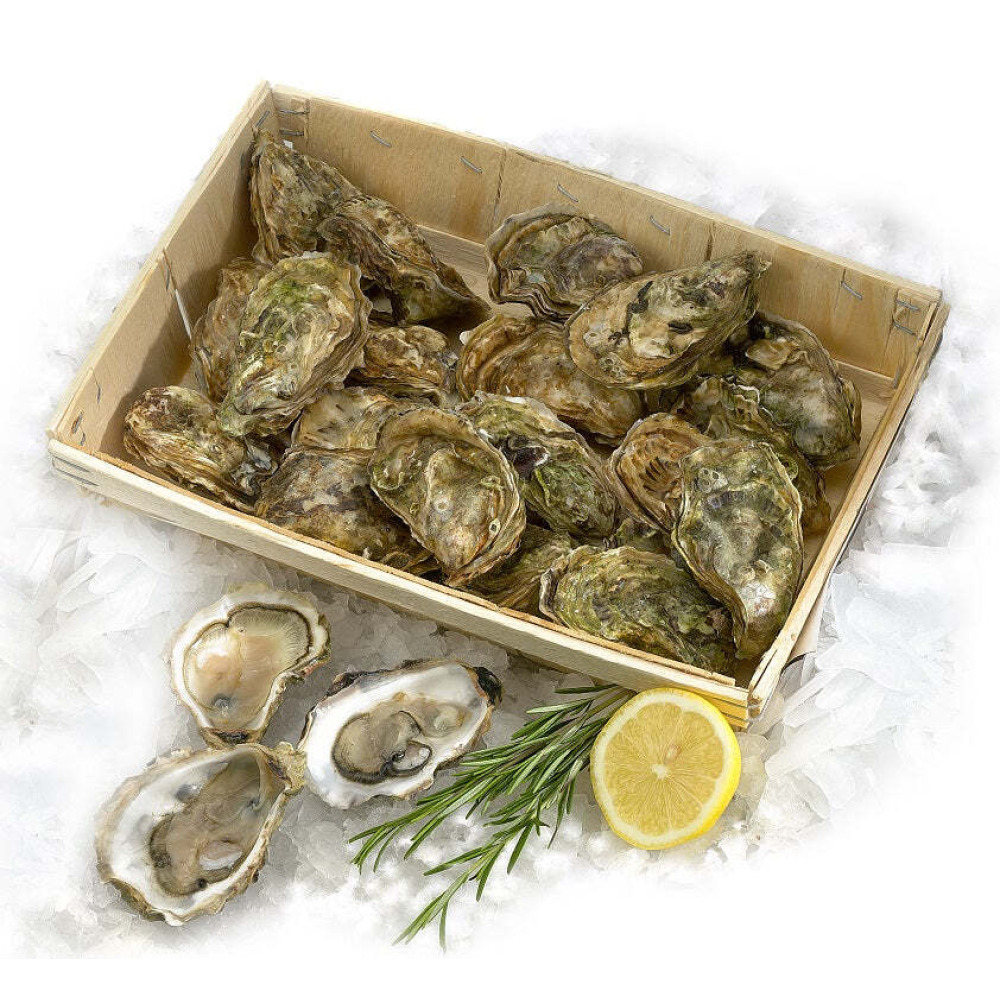 Fresh Oyster number 3 Fine De Claire - 24 Pcs - 1