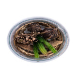 Homesmiths Artificial Plant In Glass Pot 125 x 160 mm - 3 miniature