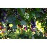 Nikon NIKKOR Z 40mm f/2, Black - 7 miniature