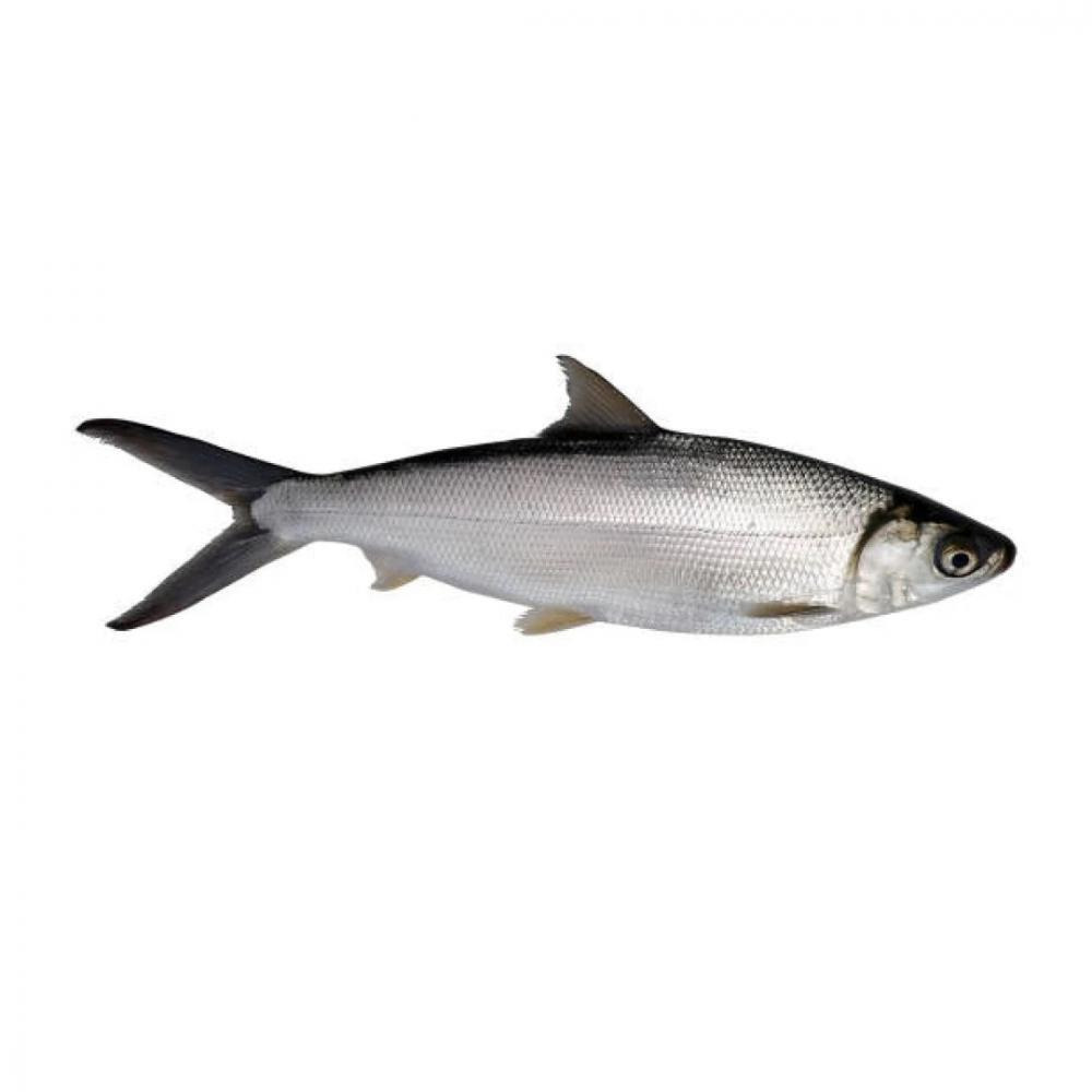 Marine Milk Fish (Poomeen (Small)) - Whole, Cleaned, 500 g - 1