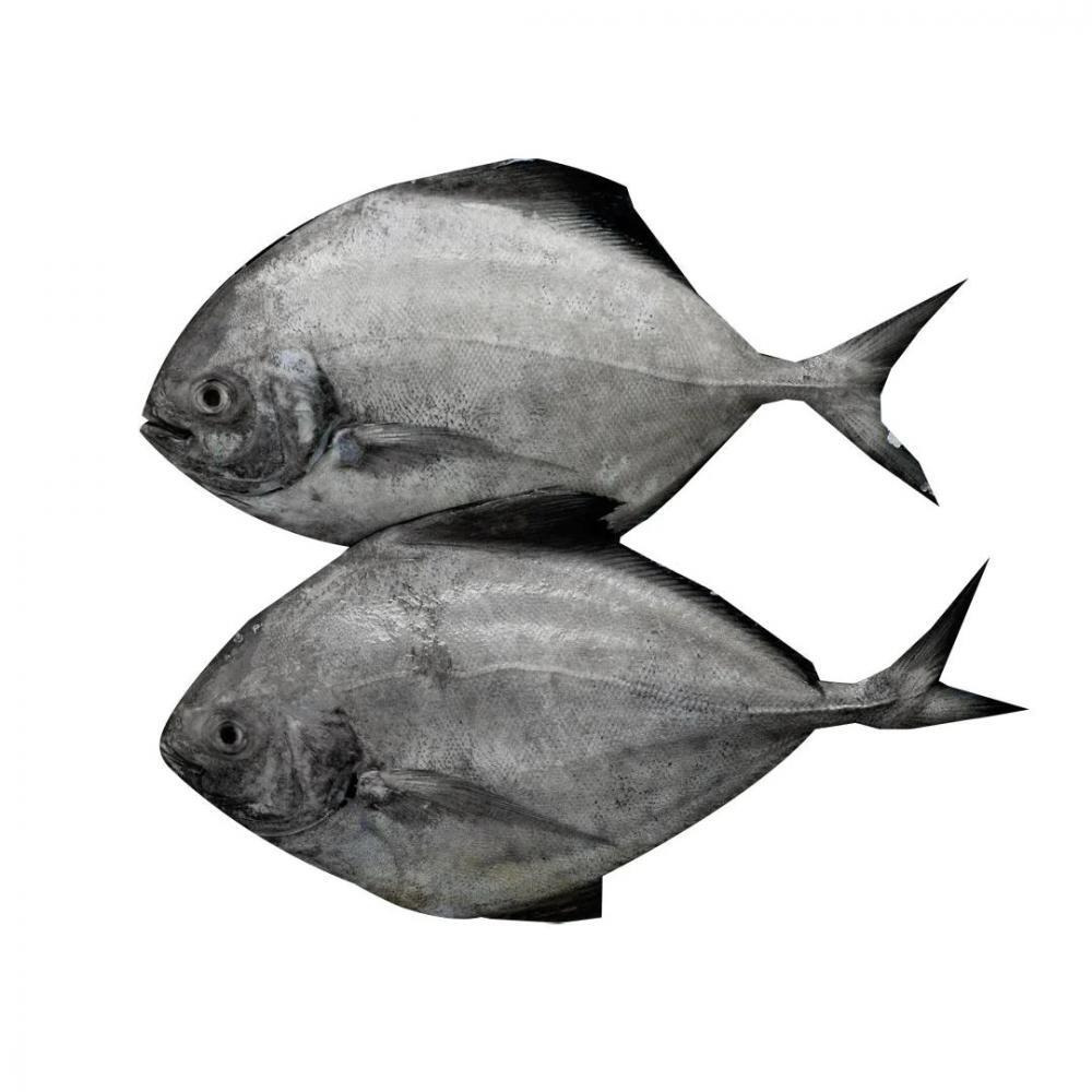 بومفريت أسود (زبيدي الأسود، كاروثا أفولي (متوسط)) - كامل، منظف (مع الجلد)، 500 جرام - 1