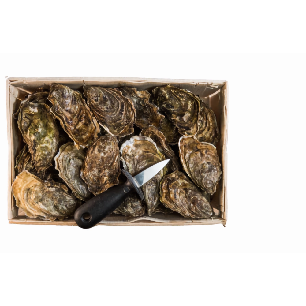 Fresh Oyster number 3 Fine De Claire - 48 Pcs - 1