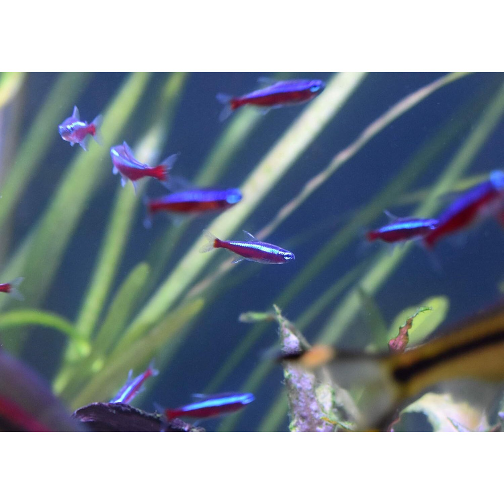 Средство для аквариума Seachem Stability живые бактерии 250 мл - 4